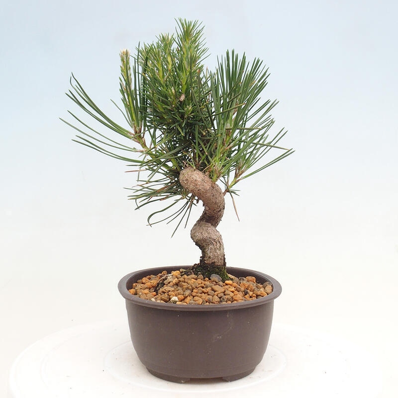 Venkovní bonsai - Pinus thunbergii - Borovice thunbergova