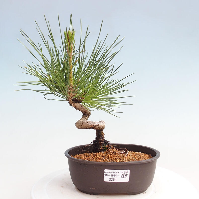 Venkovní bonsai - Pinus thunbergii - Borovice thunbergova