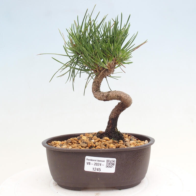 Venkovní bonsai - Pinus thunbergii - Borovice thunbergova