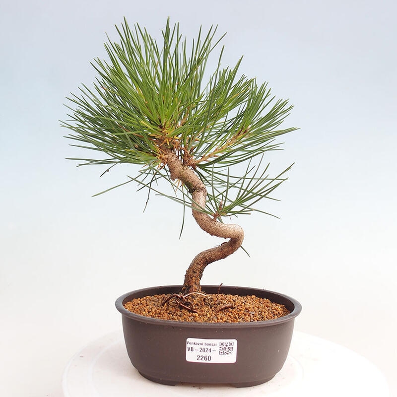 Venkovní bonsai - Pinus thunbergii - Borovice thunbergova