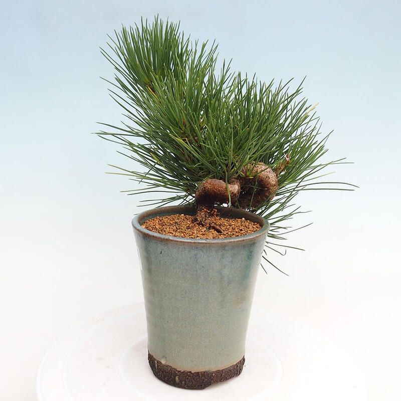 Venkovní bonsai - Pinus thunbergii - Borovice thunbergova