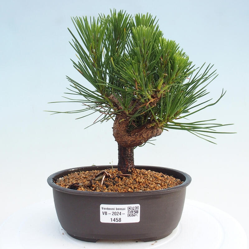 Venkovní bonsai - Pinus thunbergii - Borovice thunbergova