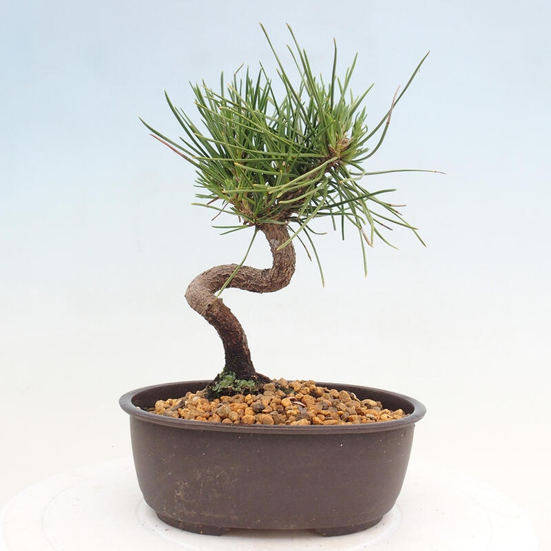 Venkovní bonsai - Pinus thunbergii - Borovice thunbergova