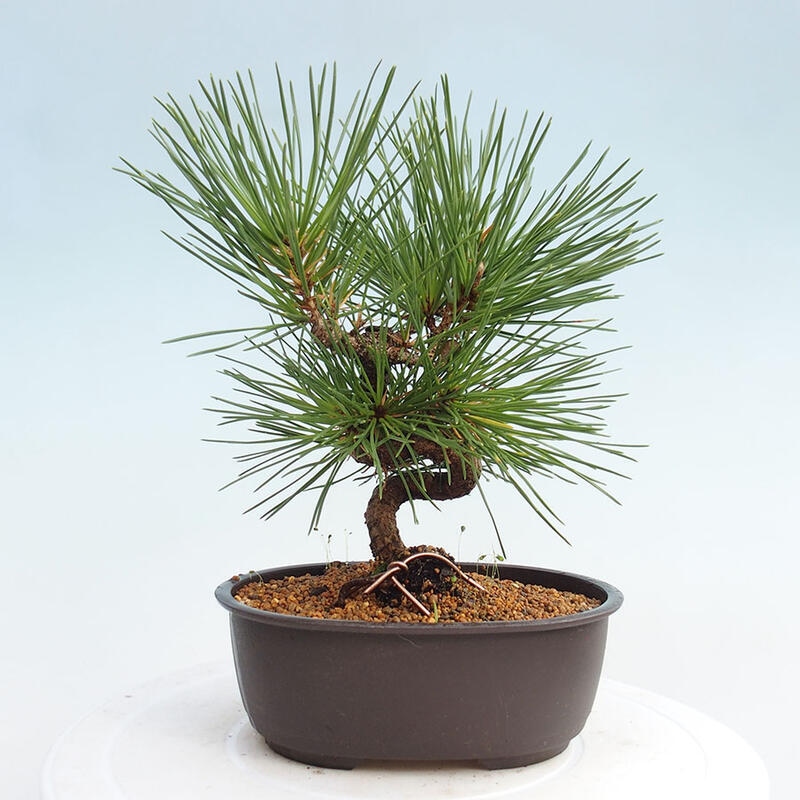 Venkovní bonsai - Pinus thunbergii - Borovice thunbergova