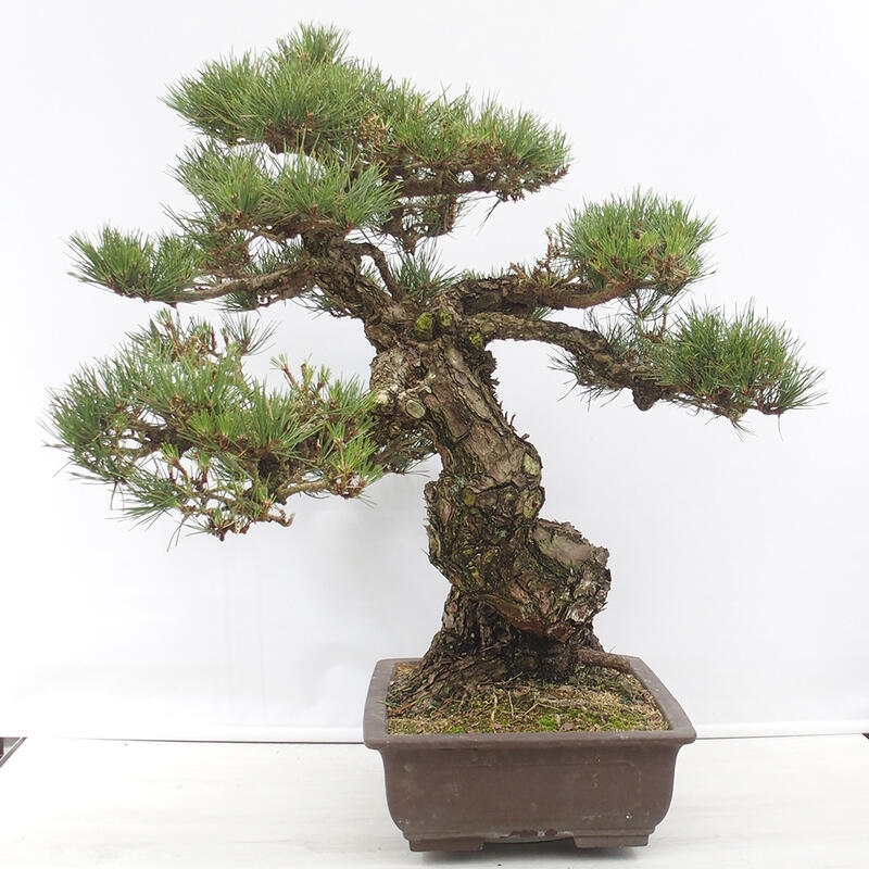 Venkovní bonsai - Pinus thunbergii - Borovice thunbergova