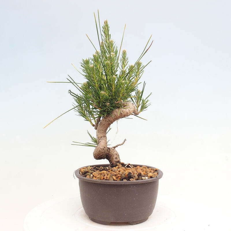 Venkovní bonsai - Pinus thunbergii - Borovice thunbergova