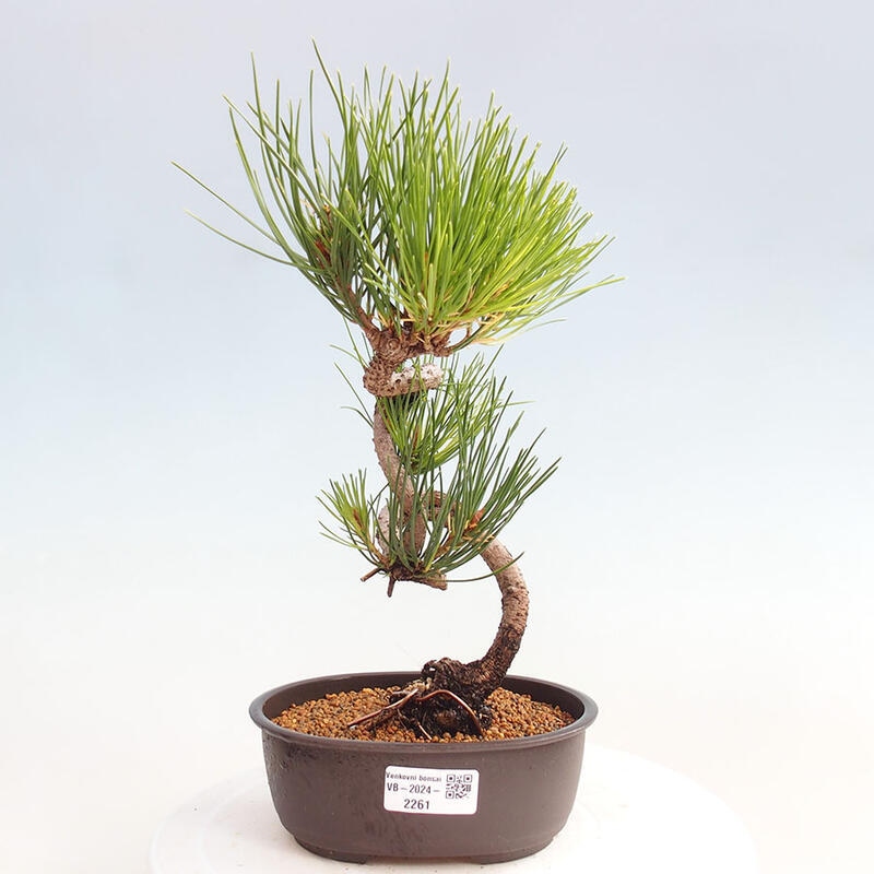 Venkovní bonsai - Pinus thunbergii - Borovice thunbergova