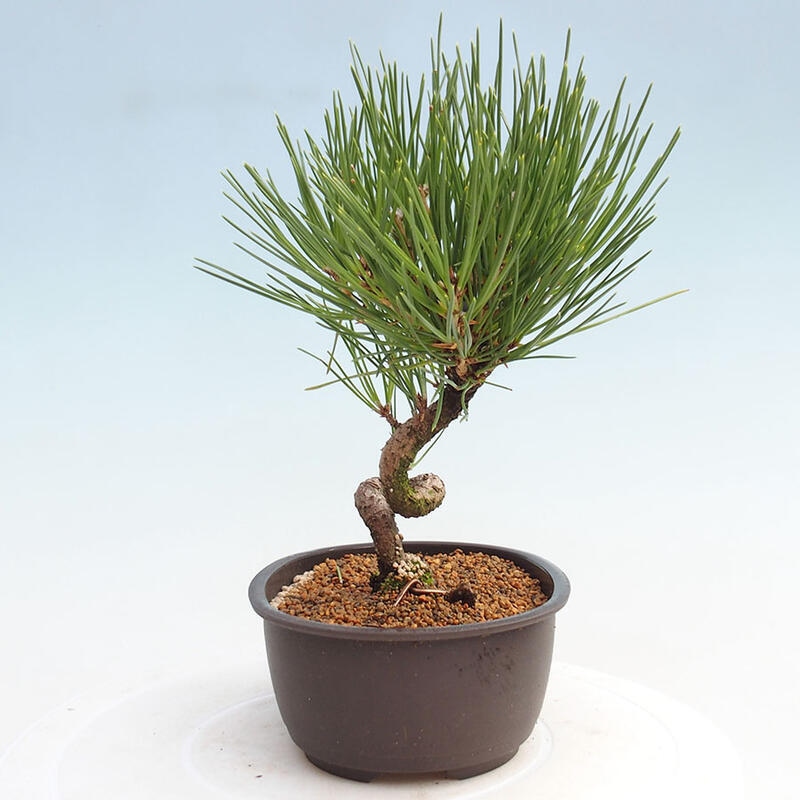 Venkovní bonsai - Pinus thunbergii - Borovice thunbergova