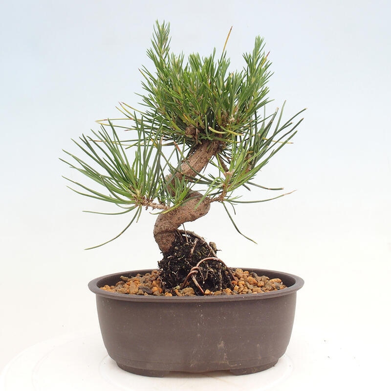 Venkovní bonsai - Pinus thunbergii - Borovice thunbergova