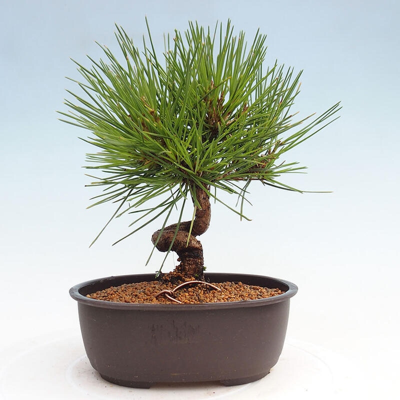 Venkovní bonsai - Pinus thunbergii - Borovice thunbergova