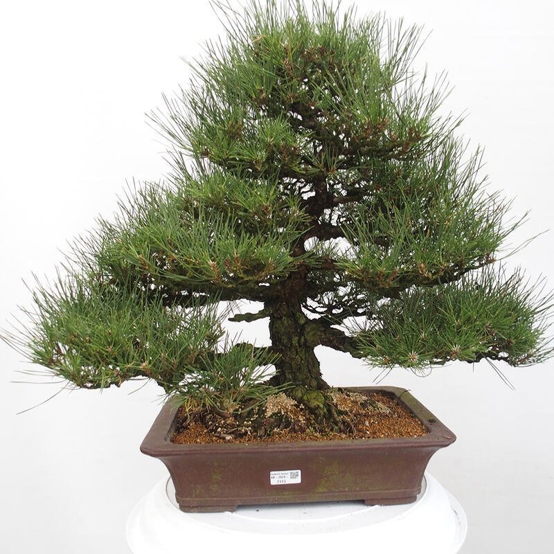 Venkovní bonsai - Pinus thunbergii - Borovice thunbergova