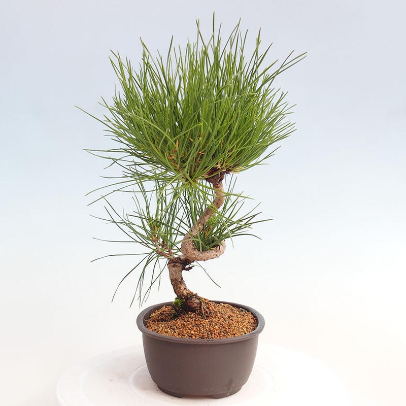 Venkovní bonsai - Pinus thunbergii - Borovice thunbergova