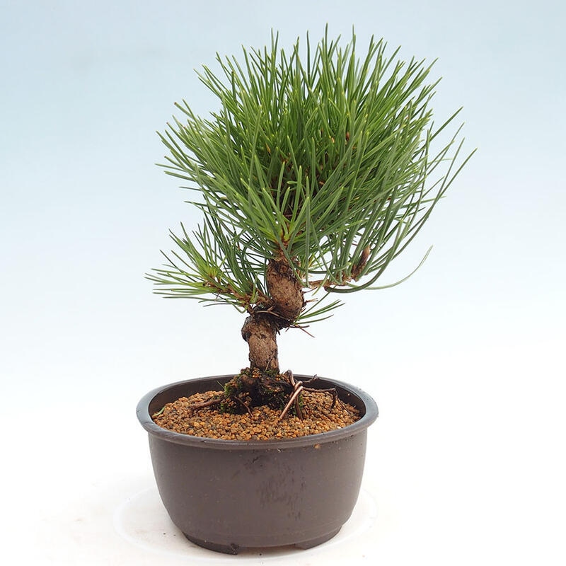 Venkovní bonsai - Pinus thunbergii - Borovice thunbergova