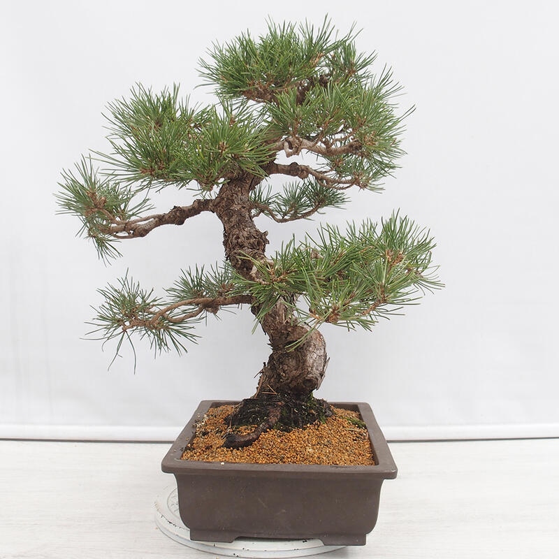 Venkovní bonsai - Pinus thunbergii - Borovice thunbergova