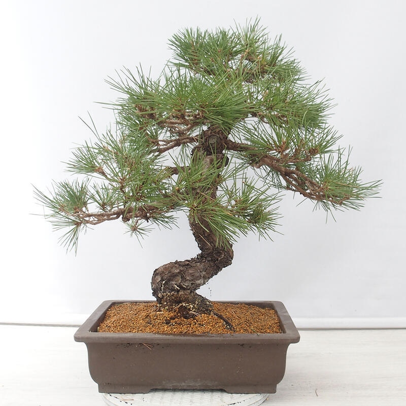 Venkovní bonsai - Pinus thunbergii - Borovice thunbergova