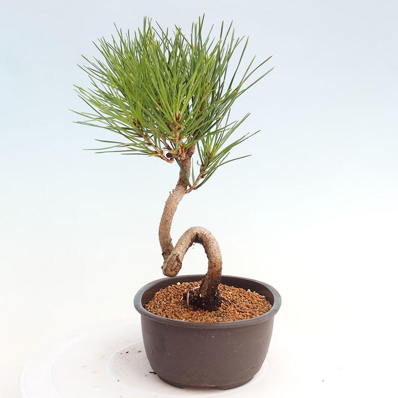 Venkovní bonsai - Pinus thunbergii - Borovice thunbergova