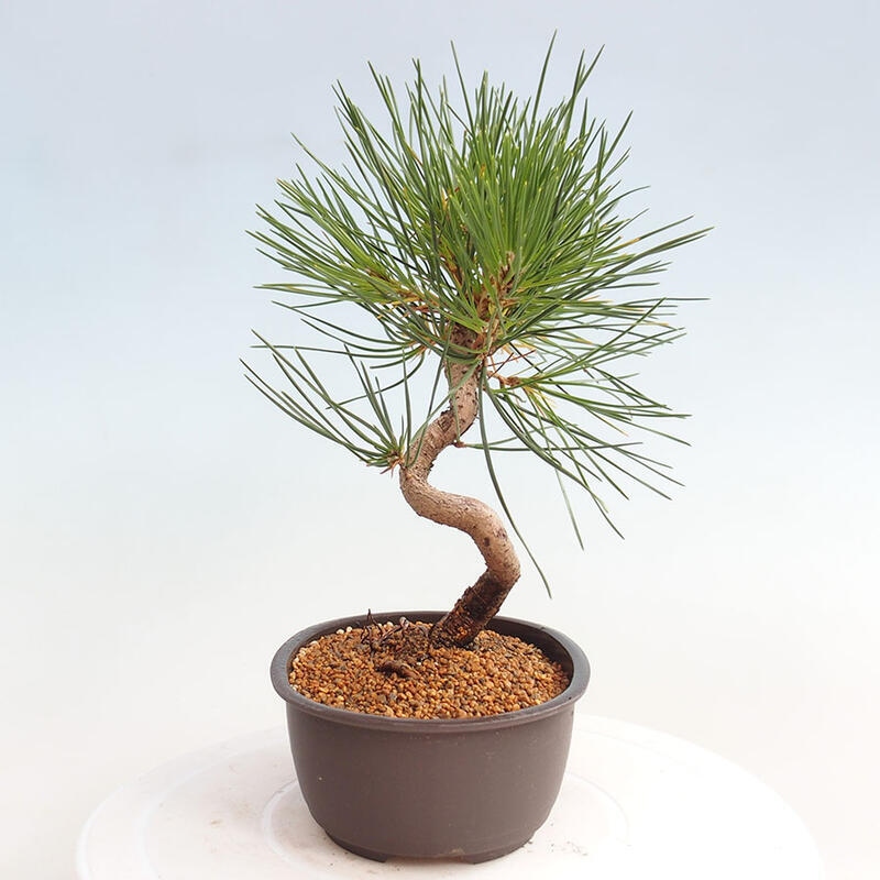 Venkovní bonsai - Pinus thunbergii - Borovice thunbergova