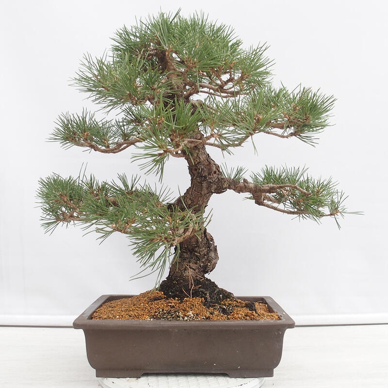 Venkovní bonsai - Pinus thunbergii - Borovice thunbergova