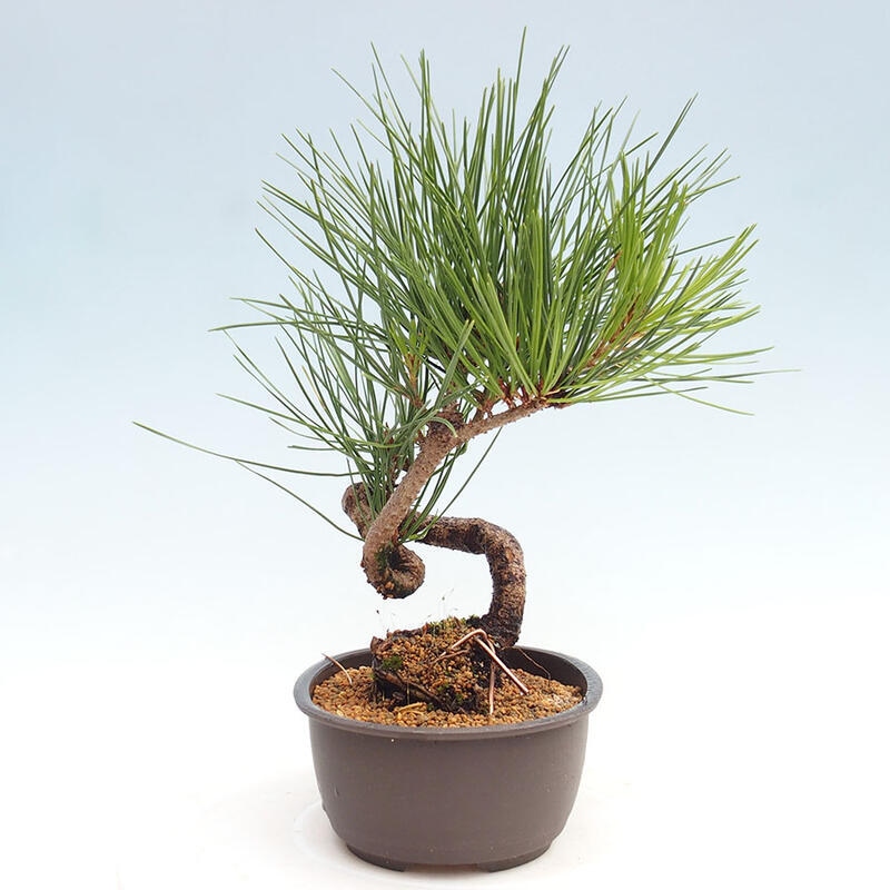 Venkovní bonsai - Pinus thunbergii - Borovice thunbergova