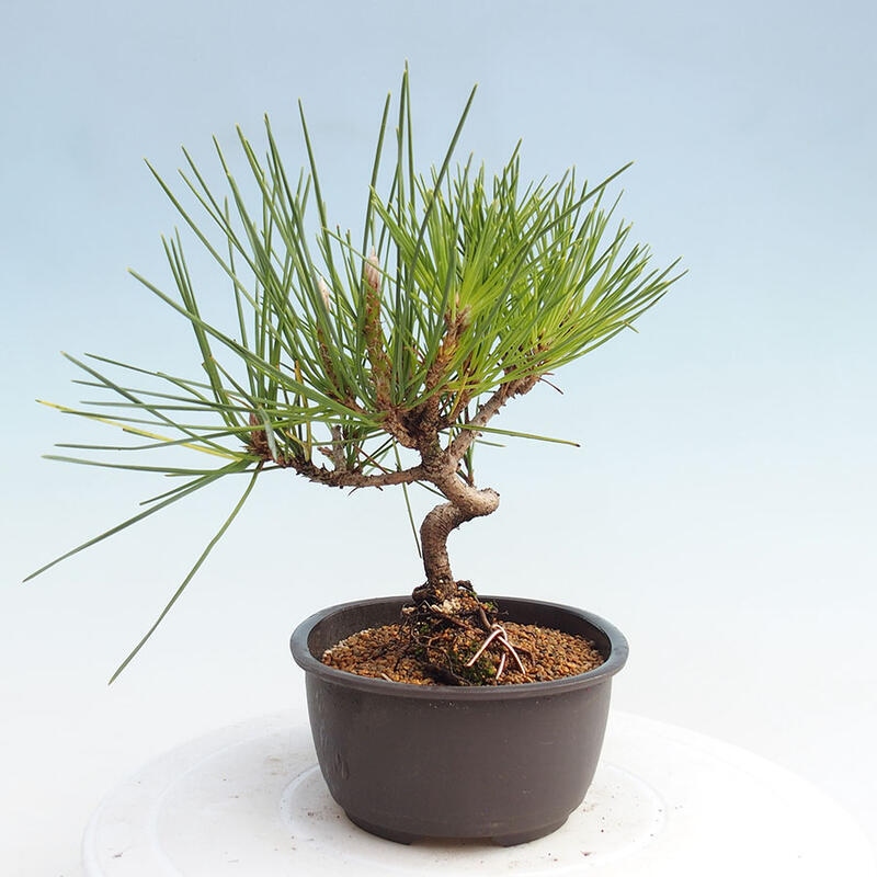 Venkovní bonsai - Pinus thunbergii - Borovice thunbergova