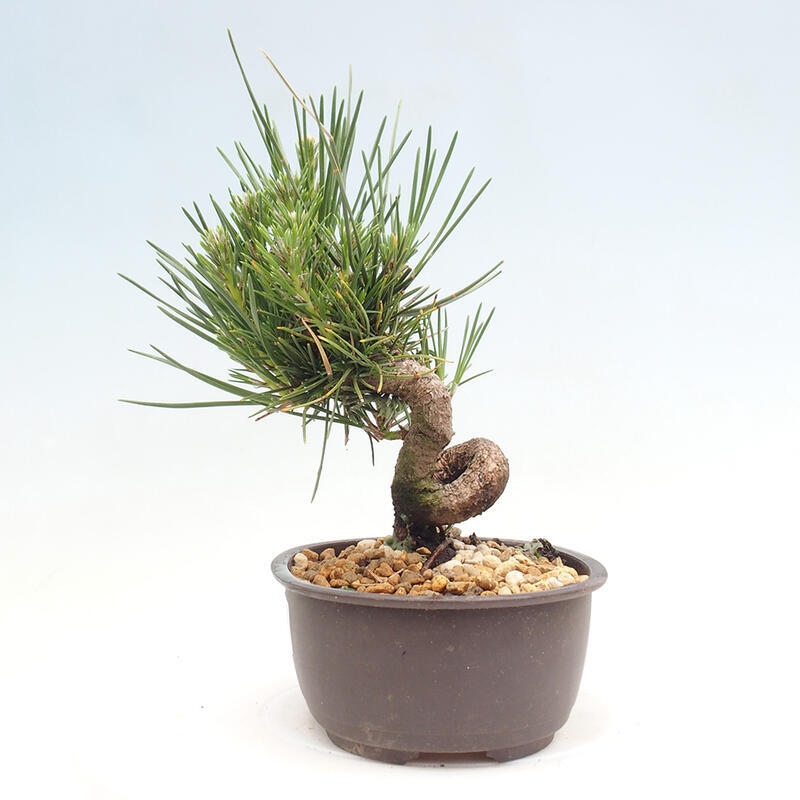 Venkovní bonsai - Pinus thunbergii - Borovice thunbergova