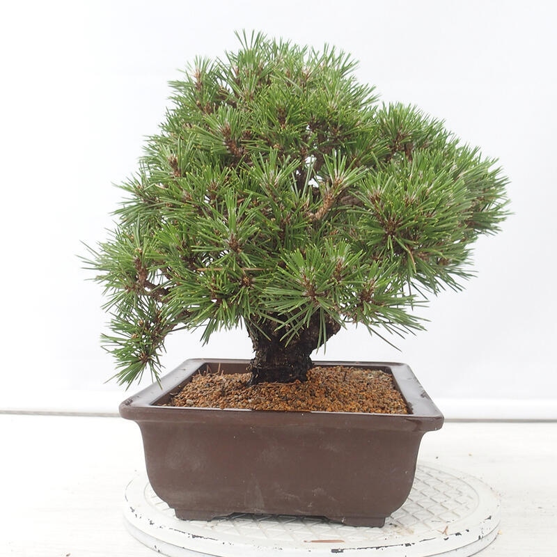 Venkovní bonsai - Pinus thunbergii - Borovice thunbergova