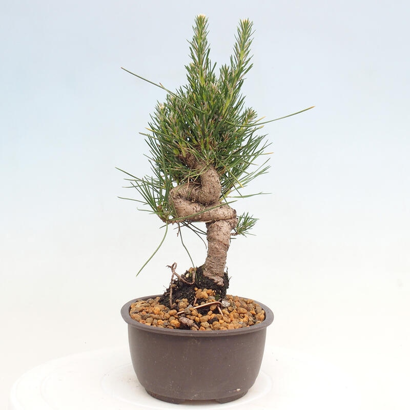 Venkovní bonsai - Pinus thunbergii - Borovice thunbergova