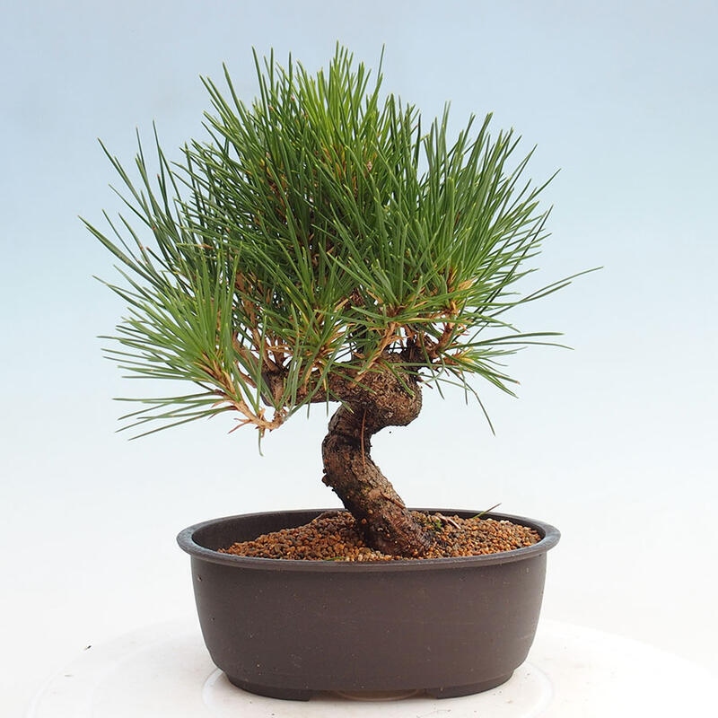 Venkovní bonsai - Pinus thunbergii - Borovice thunbergova