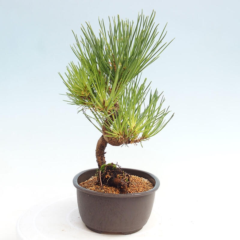 Venkovní bonsai - Pinus thunbergii - Borovice thunbergova