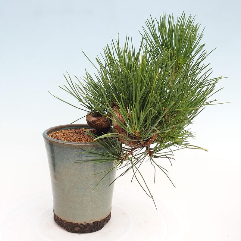 Venkovní bonsai - Pinus thunbergii - Borovice thunbergova