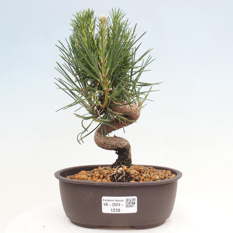 Venkovní bonsai - Pinus thunbergii - Borovice thunbergova