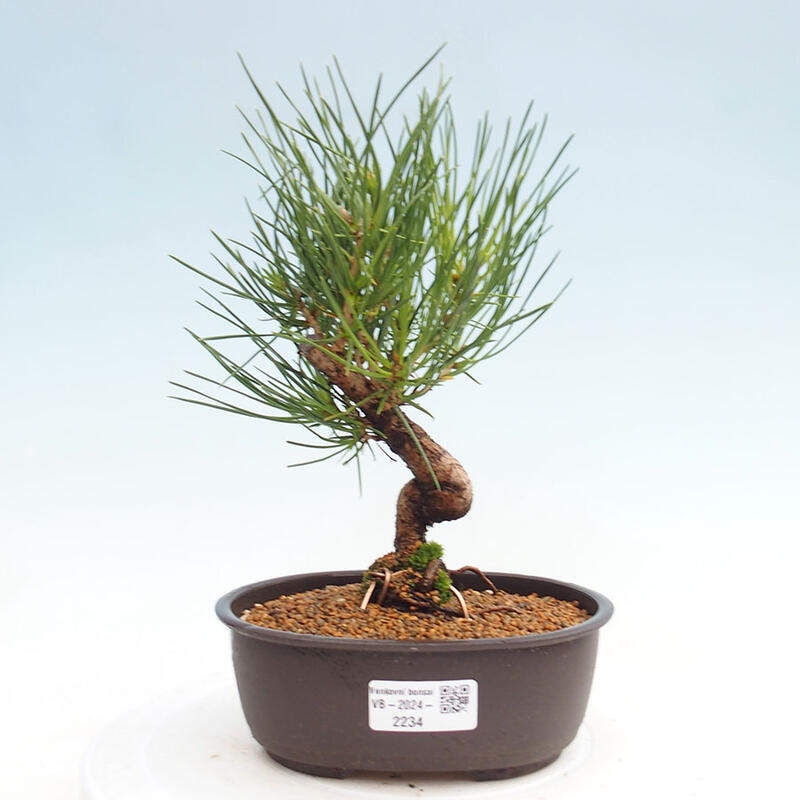 Venkovní bonsai - Pinus thunbergii - Borovice thunbergova