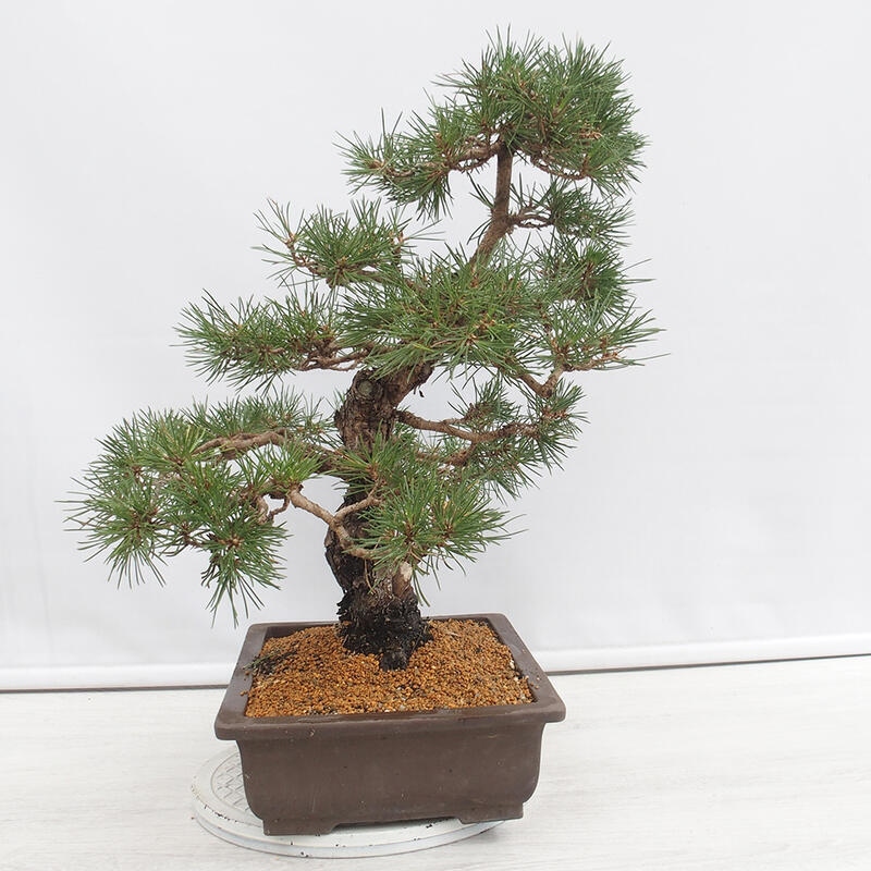 Venkovní bonsai - Pinus thunbergii - Borovice thunbergova