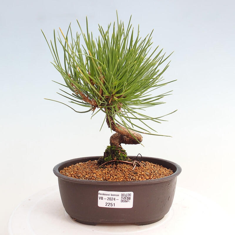 Venkovní bonsai - Pinus thunbergii - Borovice thunbergova