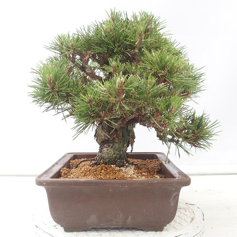 Venkovní bonsai - Pinus thunbergii - Borovice thunbergova