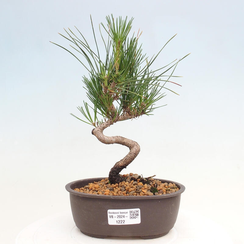 Venkovní bonsai - Pinus thunbergii - Borovice thunbergova