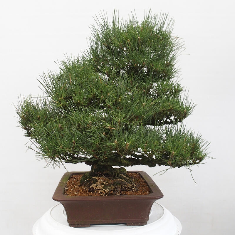 Venkovní bonsai - Pinus thunbergii - Borovice thunbergova