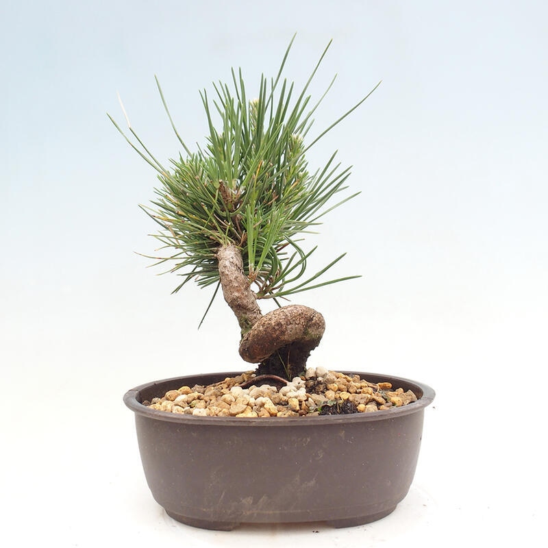 Venkovní bonsai - Pinus thunbergii - Borovice thunbergova