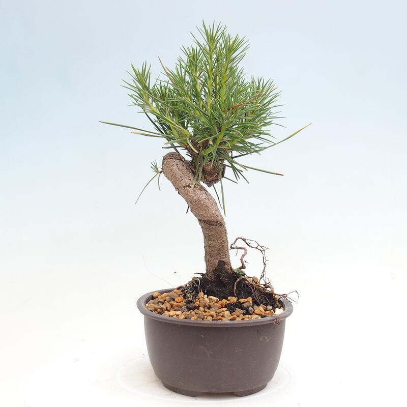 Venkovní bonsai - Pinus thunbergii - Borovice thunbergova