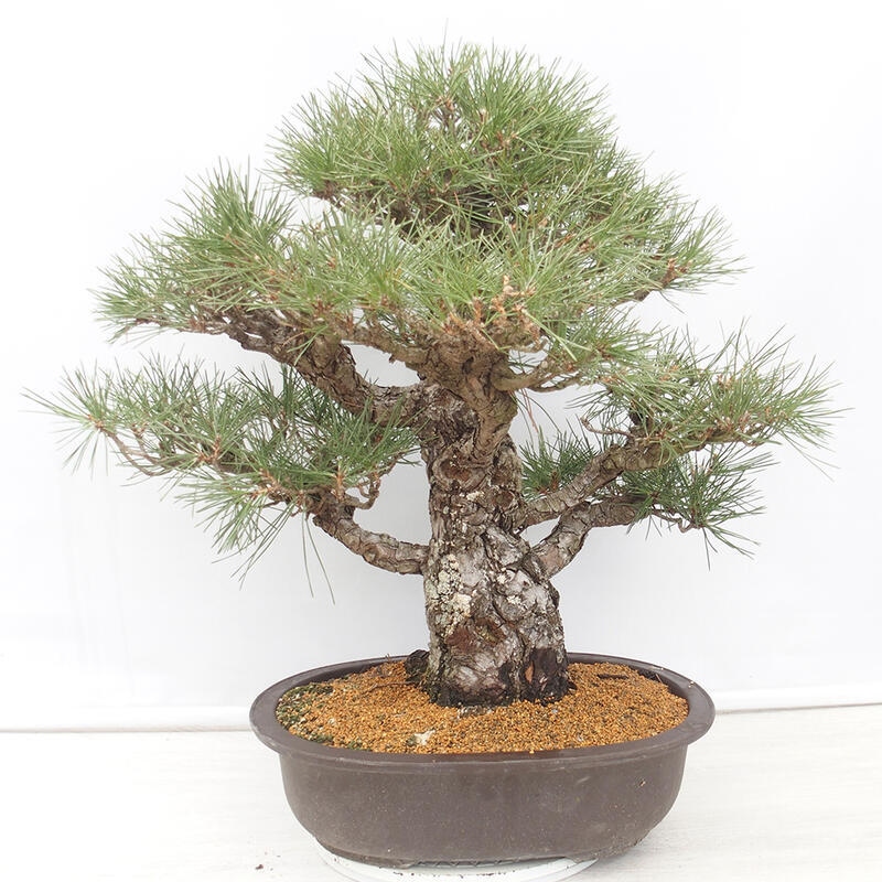 Venkovní bonsai - Pinus thunbergii - Borovice thunbergova