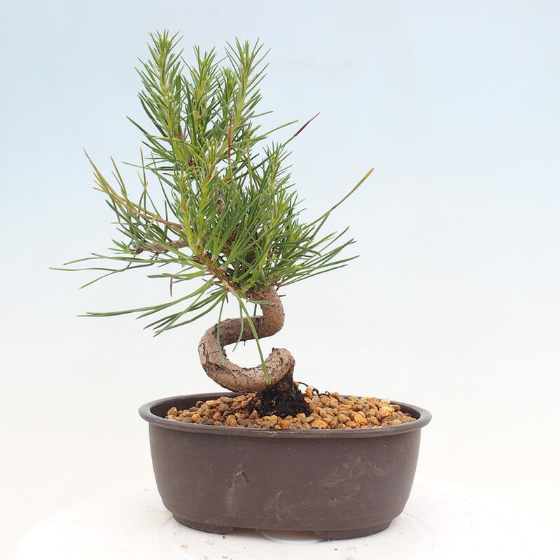 Venkovní bonsai - Pinus thunbergii - Borovice thunbergova