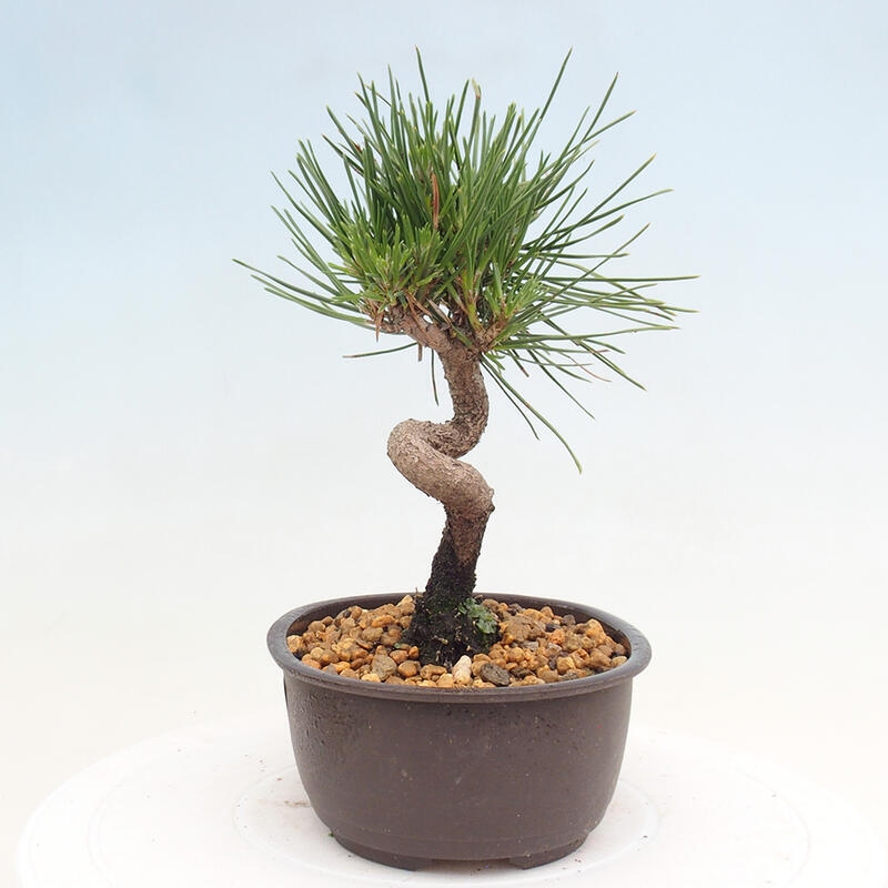 Venkovní bonsai - Pinus thunbergii - Borovice thunbergova