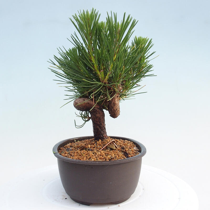 Venkovní bonsai - Pinus thunbergii - Borovice thunbergova