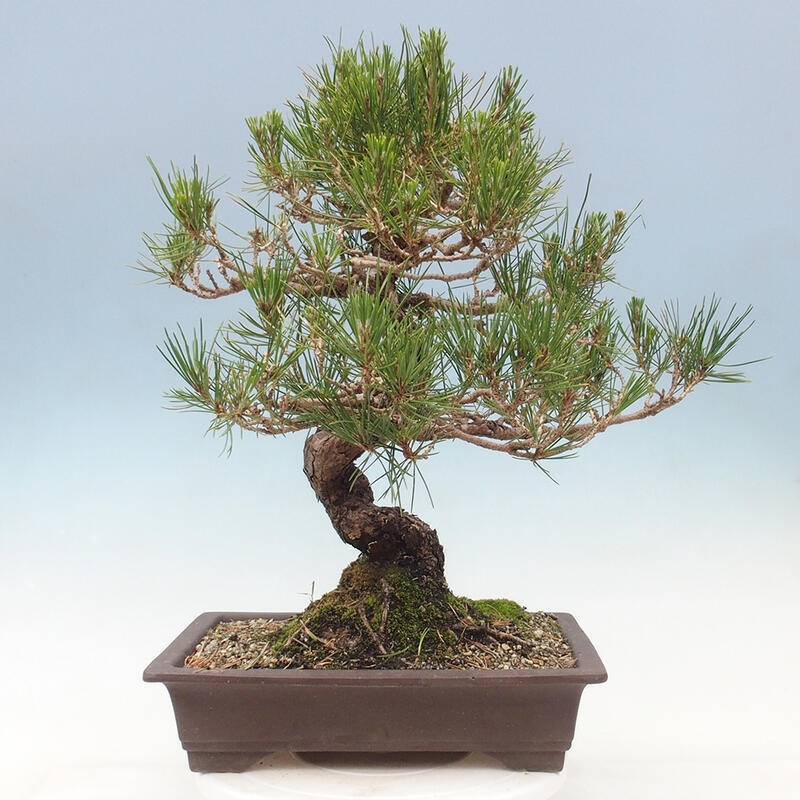 Venkovní bonsai - Pinus thunbergii - Borovice thunbergova