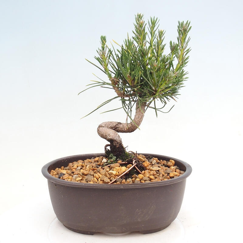 Venkovní bonsai - Pinus thunbergii - Borovice thunbergova