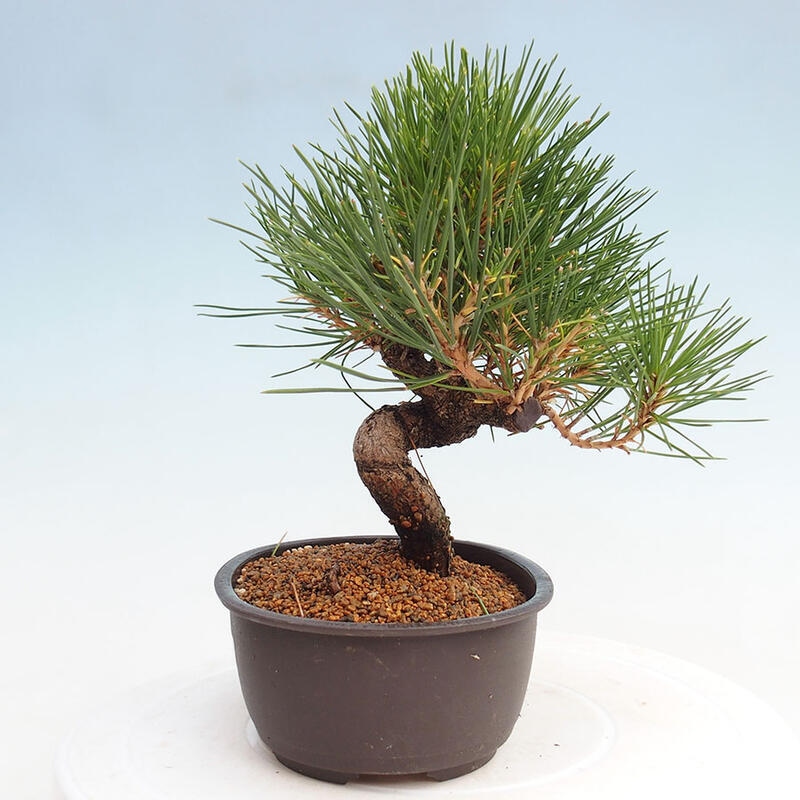 Venkovní bonsai - Pinus thunbergii - Borovice thunbergova