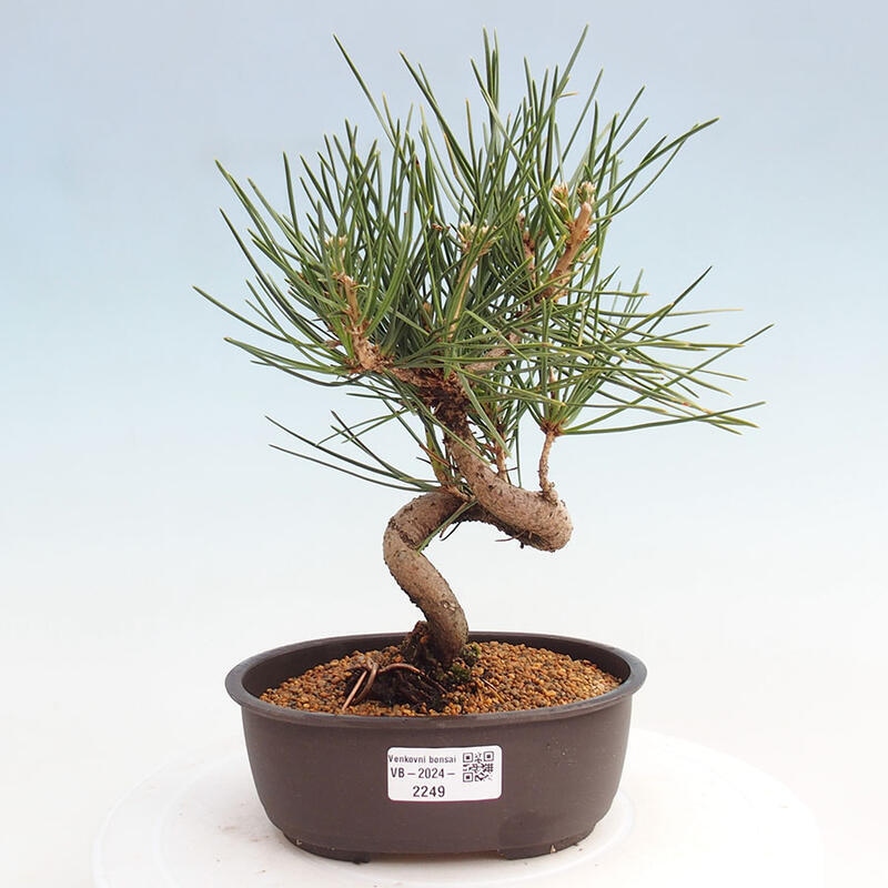 Venkovní bonsai - Pinus thunbergii - Borovice thunbergova