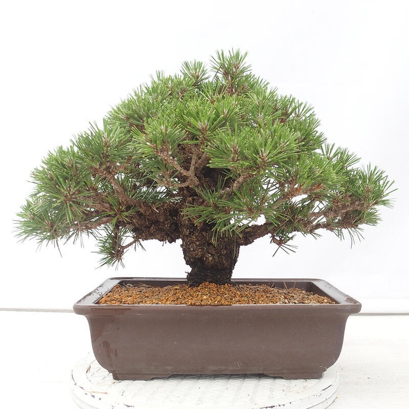 Venkovní bonsai - Pinus thunbergii - Borovice thunbergova