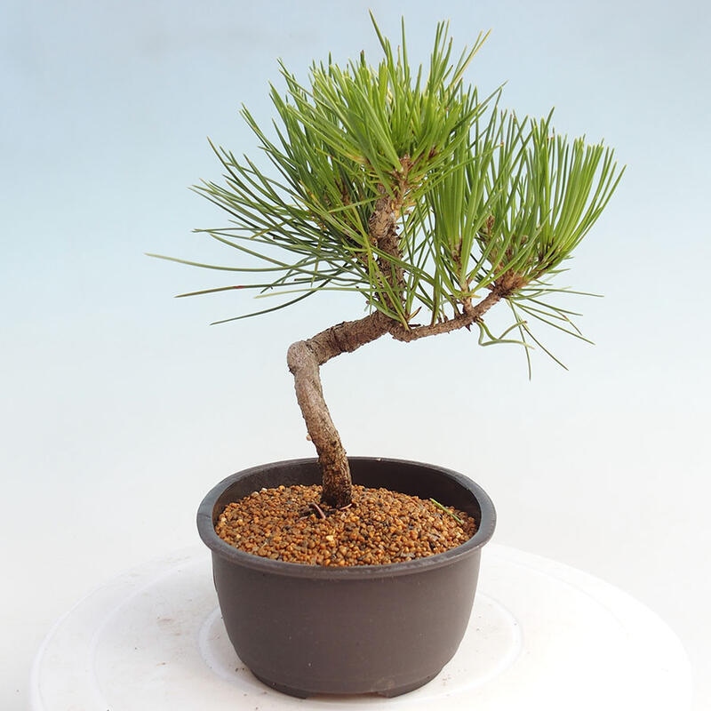 Venkovní bonsai - Pinus thunbergii - Borovice thunbergova