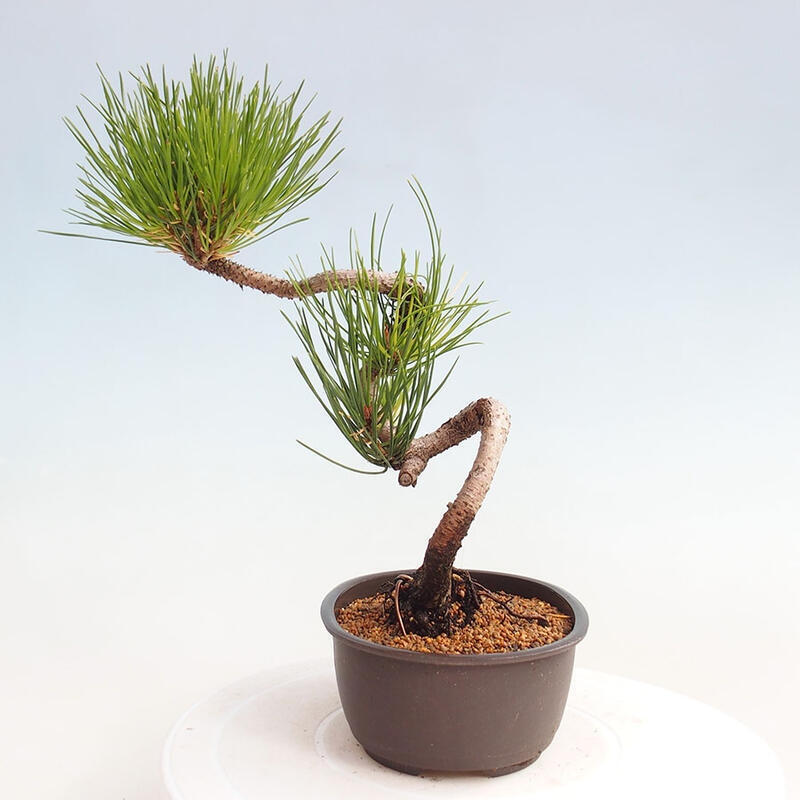 Venkovní bonsai - Pinus thunbergii - Borovice thunbergova